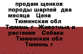 продам щенков  породы шарпей  два месяца › Цена ­ 3 000 - Тюменская обл., Тюмень г. Животные и растения » Собаки   . Тюменская обл.,Тюмень г.